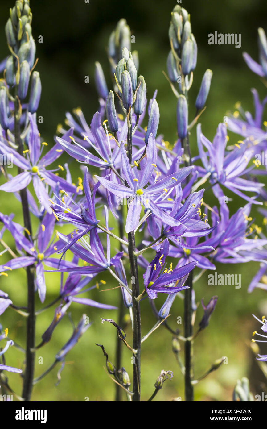 Camassia cusickii, Cussicks Camas, wilde Hyazinthe Stockfoto