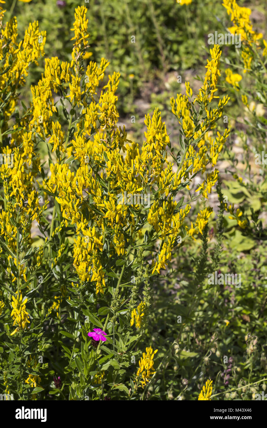 Genista Dolmetsch, Trockner, Trockner Besen greenweed Stockfoto