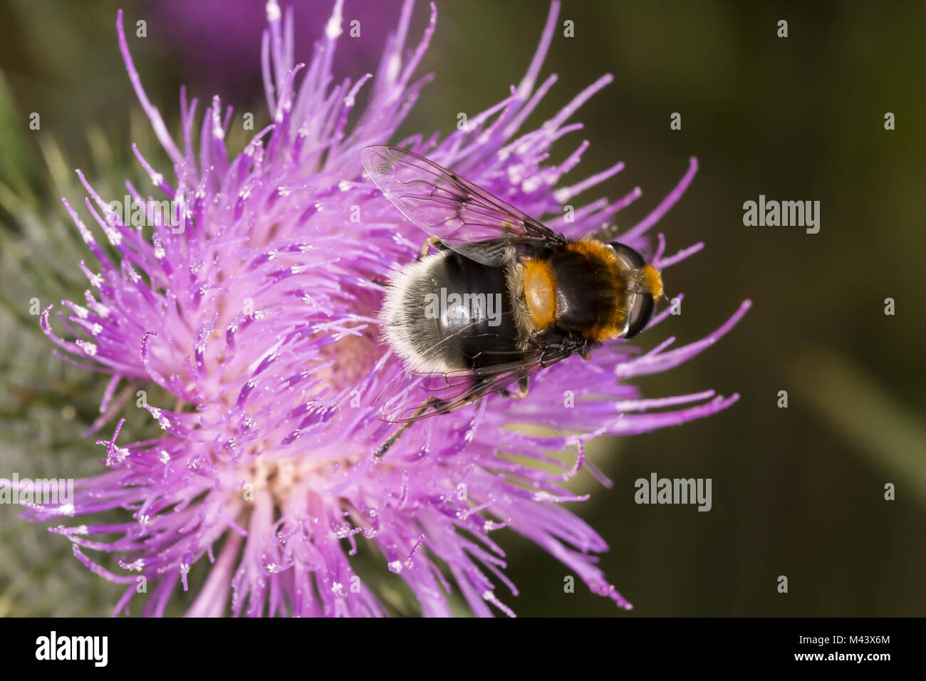 Volucella bombylans, Hoverfly auf Cirsium vulgare Stockfoto