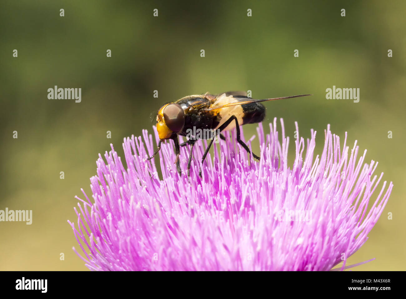 Volucella pellucens, Zona pellucida Hoverfly, Deutschland Stockfoto
