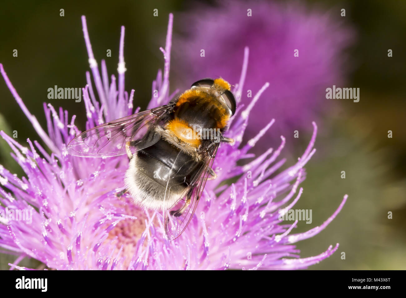 Volucella bombylans, Hoverfly auf Cirsium vulgare Stockfoto