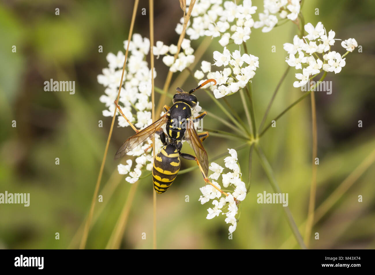 Feldwespe dominula (feldwespe Wespe gallicus), Papier Stockfoto