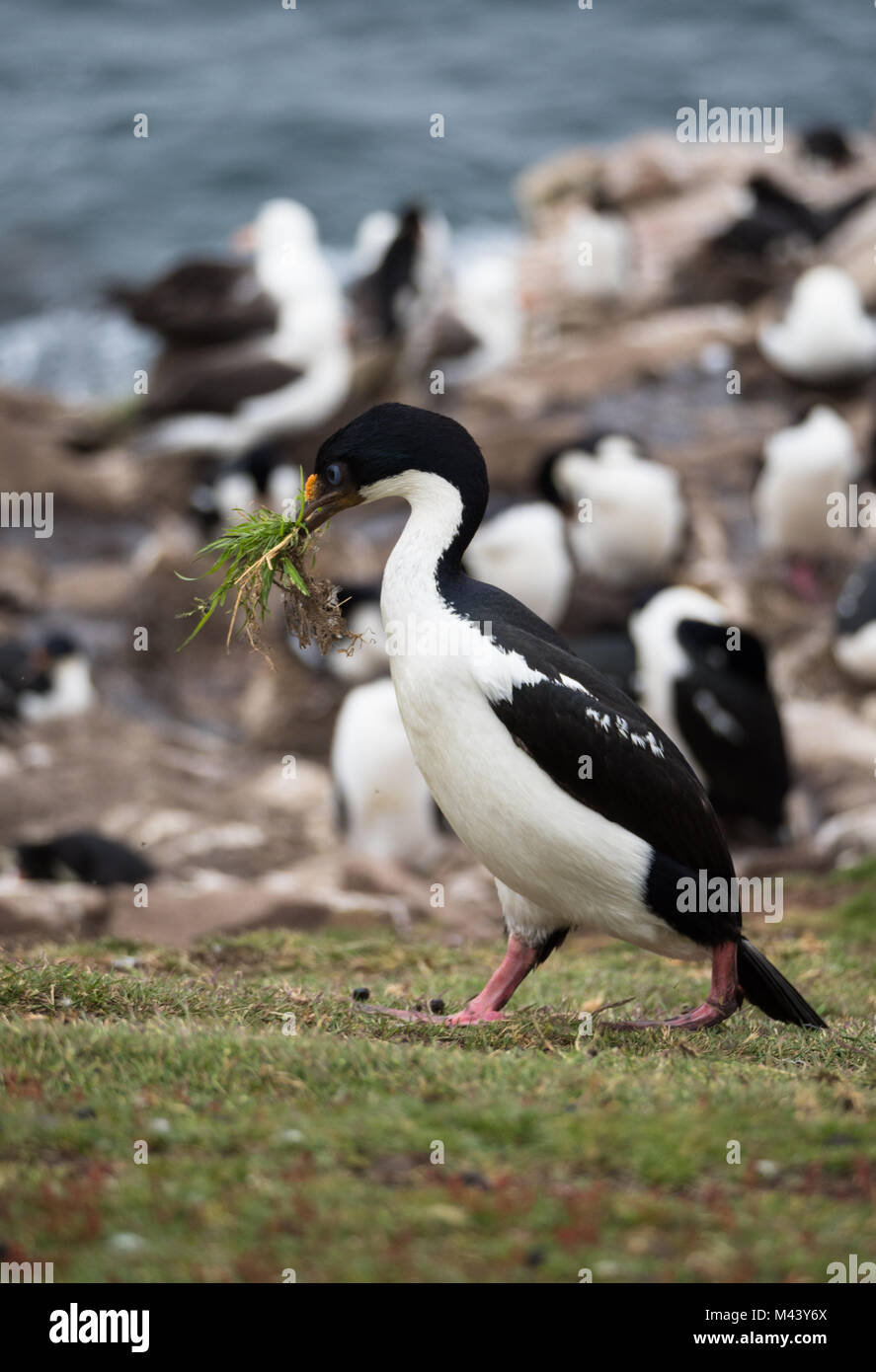 Nahaufnahme eines kaiserlichen Krähenscharben oder Blue Eyed Krähenscharben oder Kormorane wandern mit Gras im Schnabel. Kormorane und schwarze tiefsten Albatross sind im Hintergrund. Stockfoto
