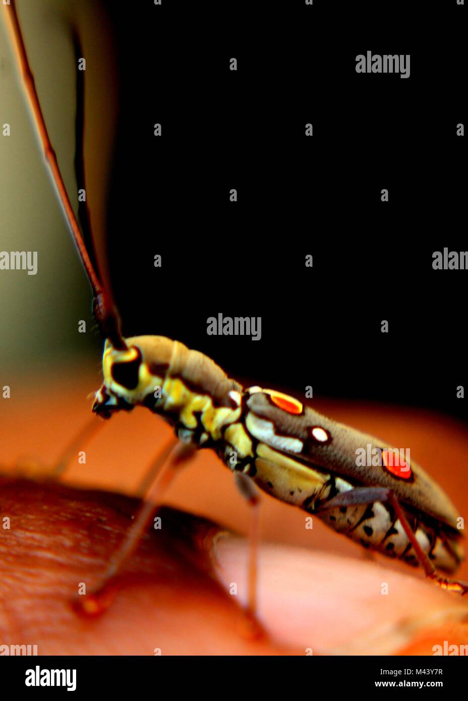 Kleine bunte fliegende Insekten in einem Haus Garten in Sri Lanka
