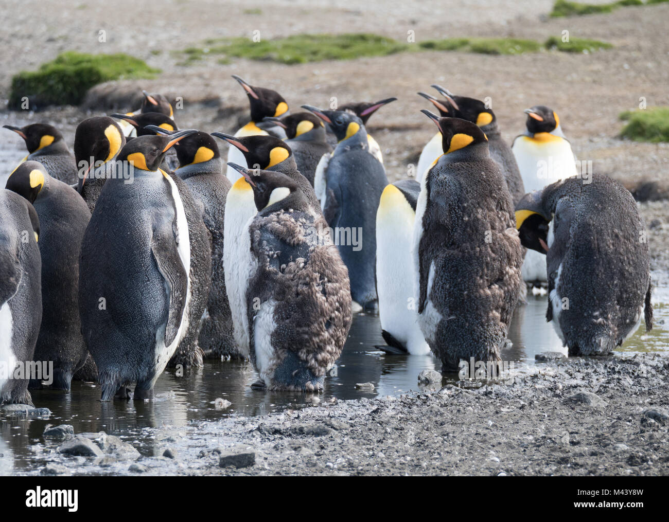 Eine Gruppe von Mauser Erwachsene Königspinguine mit etwas in Wasser zu kühl bleiben. Tausende von Federn auf dem Boden. Stockfoto