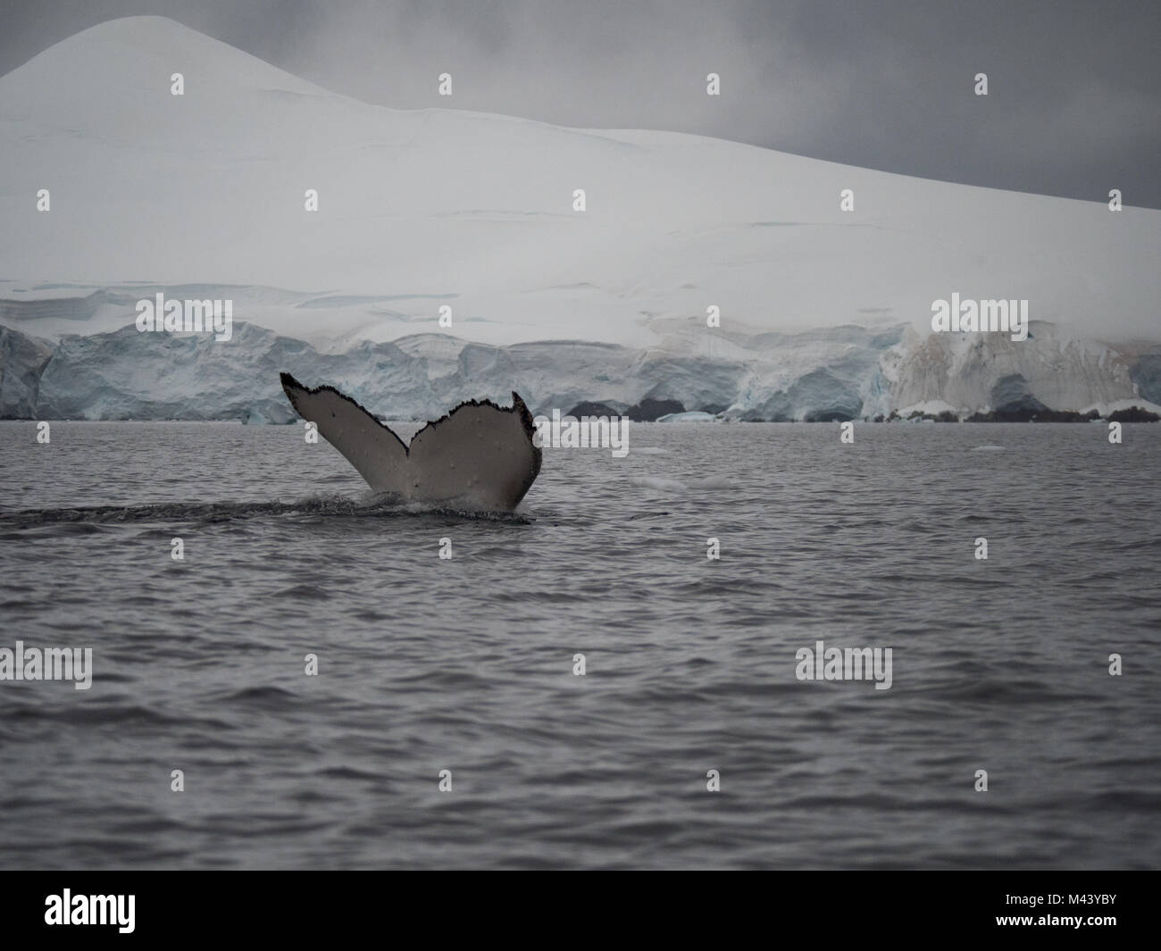Ein buckelwal Schwanzflosse mit dem Stahl grau Wasser von Wilhelmina Bucht, Antarktis im Vordergrund und Schnee im Hintergrund. Stockfoto