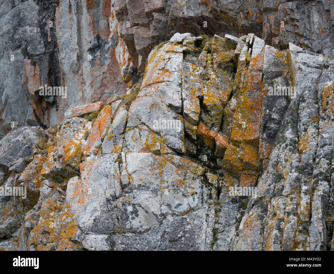 In der Nähe von orange und gold Flechten auf eine leichte und mittlere grauen Felswand in Cierva Cove, Antarktis. Der Rock hat vertikale und horizontale Risse. Stockfoto