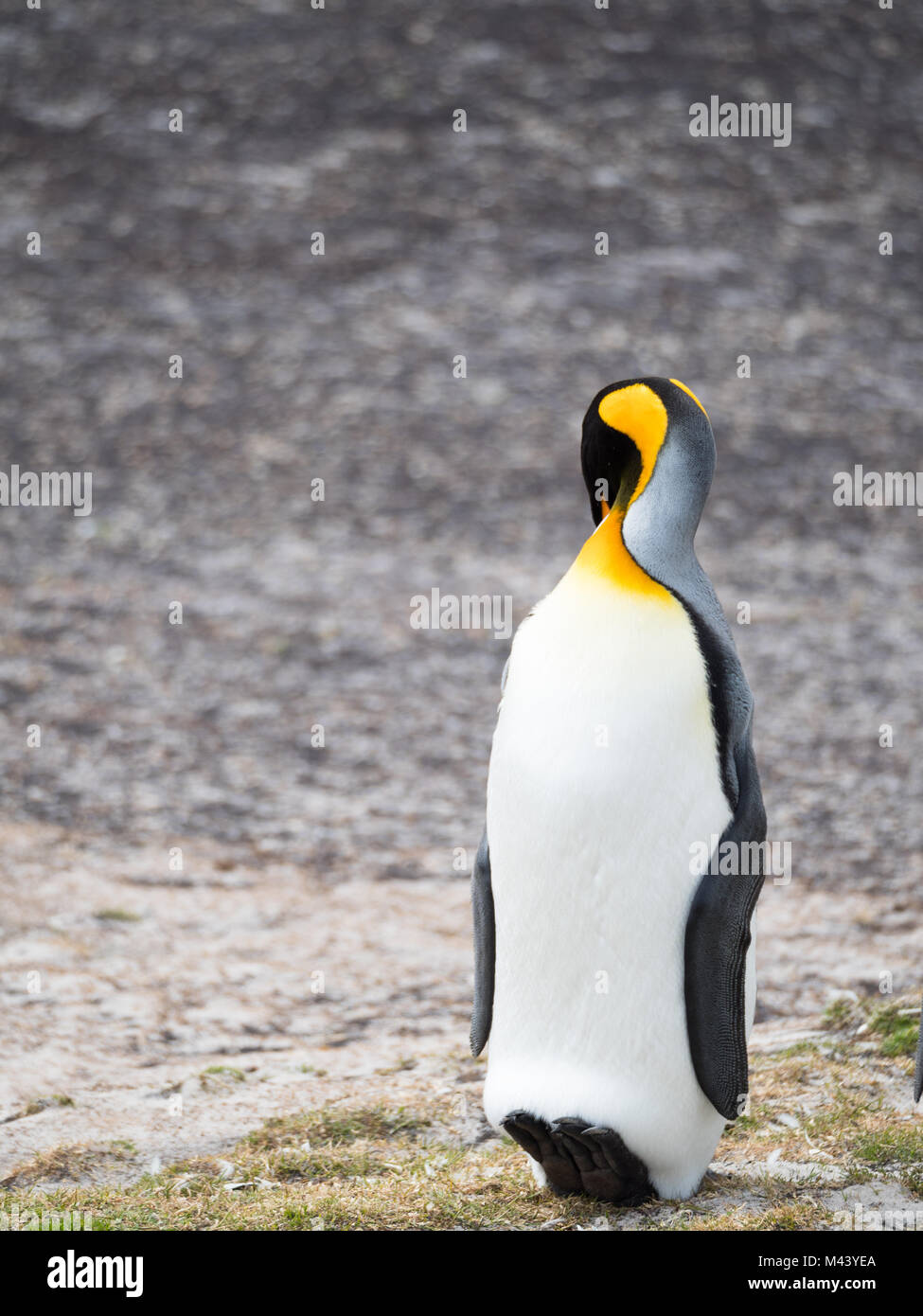 Ein königspinguin ruht mit seinem Kopf versteckt hinter seiner rechten Schulter lehnte sich zurück auf seinen Fersen und Schwanz. Geringe Tiefenschärfe. Stockfoto