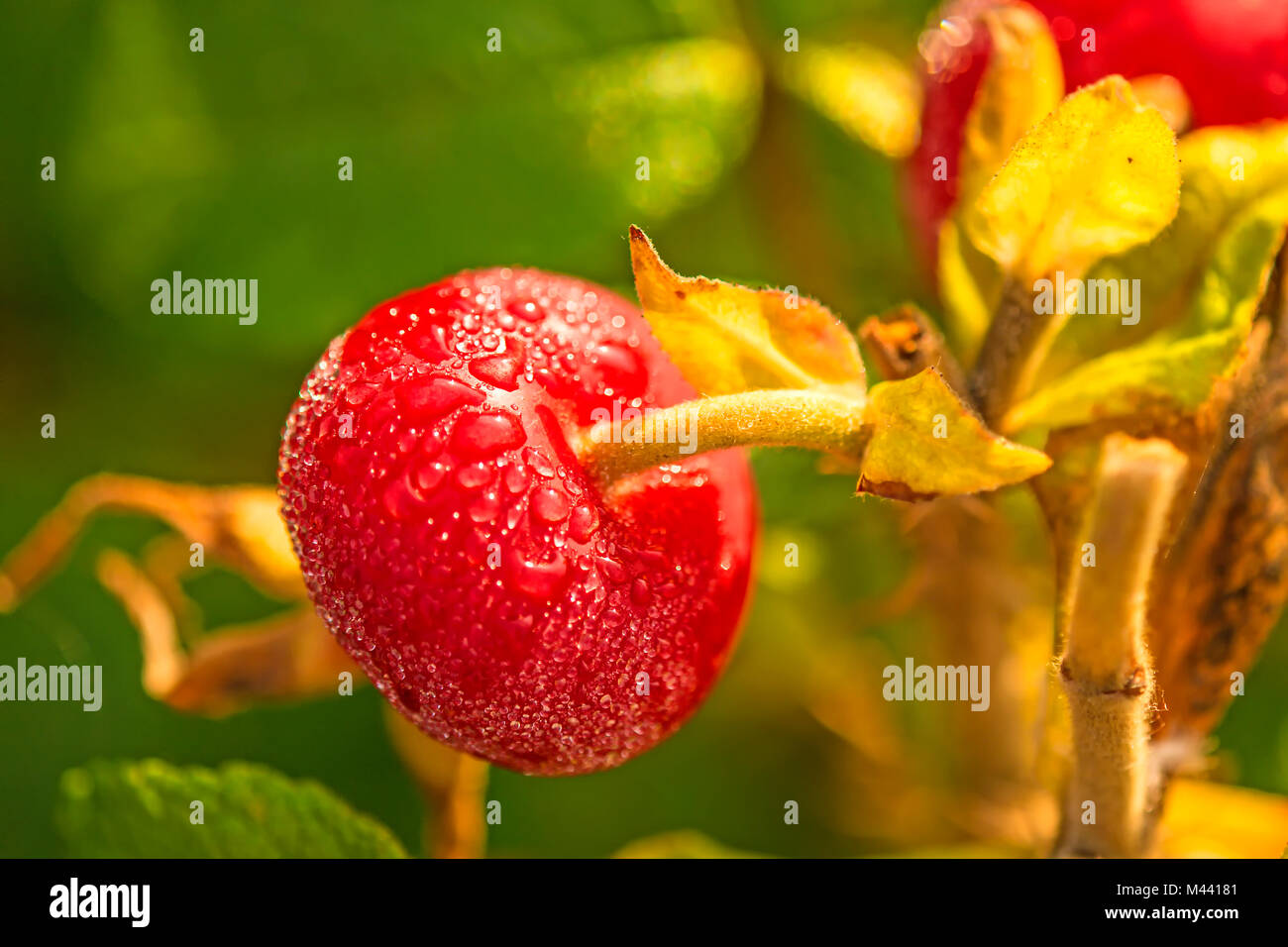 Frucht einer Kartoffel rose Stockfoto