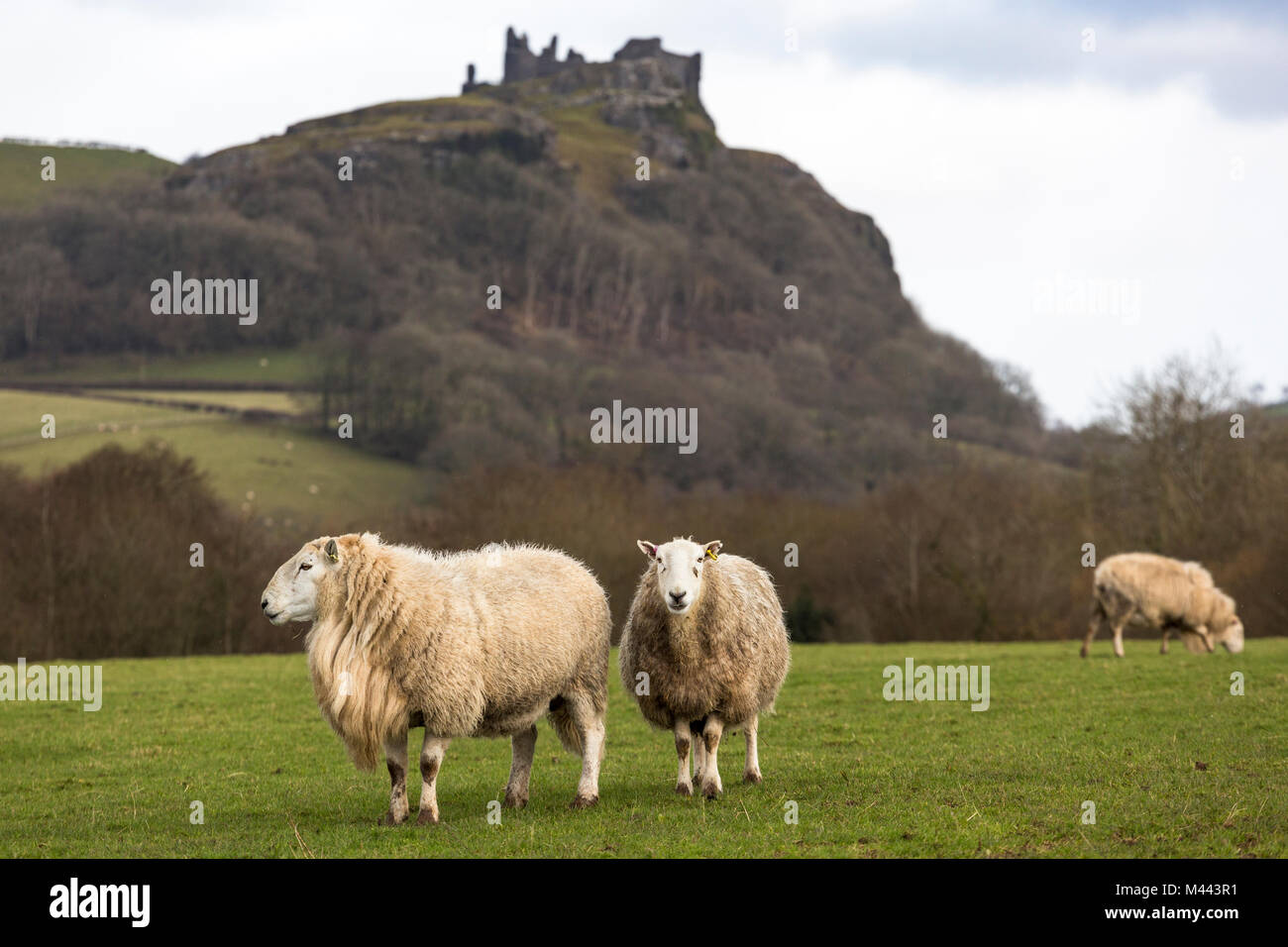 Schafe grasen im Feld unterhalb der Ruine der mittelalterlichen Cerreg Cennen Castle, Trapp, Carmarthenshire, Wales Stockfoto