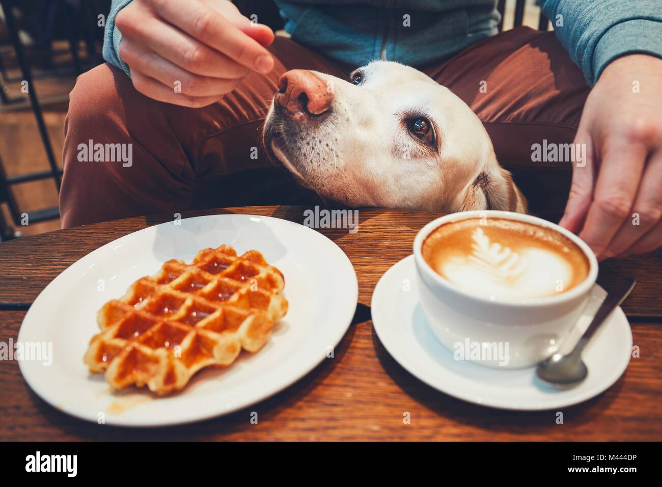 Junger Mann mit Labrador Retriever im Cafe. Neugierigen Hund unter dem Tisch mit süßen Waffeln und Kaffee. Stockfoto