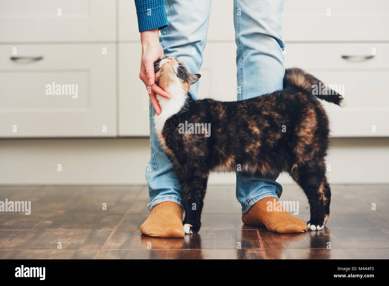 Das häusliche Leben mit Haustier. Cat willkommen sein Besitzer (junger Mann) zu Hause. Stockfoto