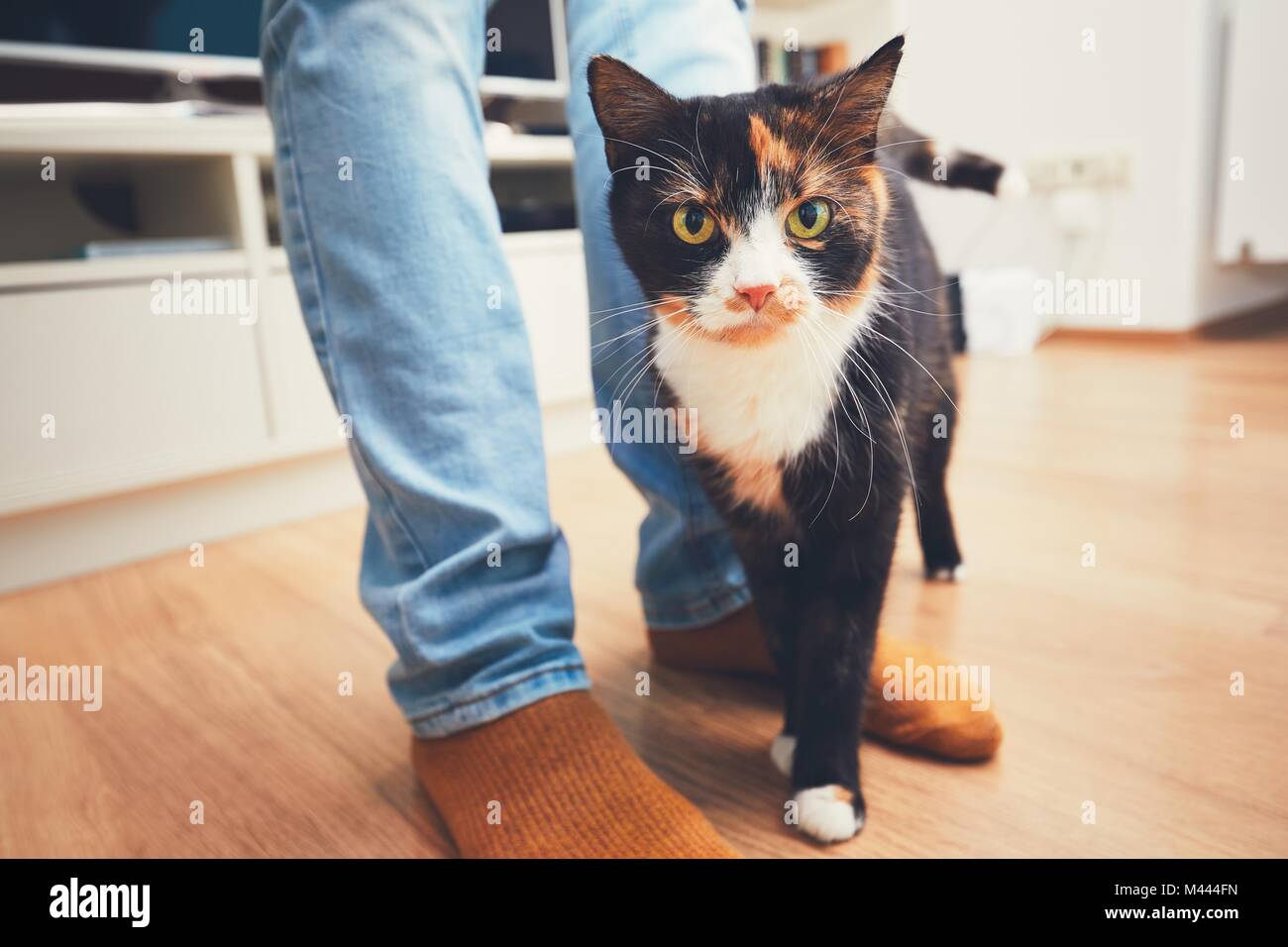Das häusliche Leben mit Haustier. Verspielte Katze und seinen Besitzer zu Hause. Stockfoto