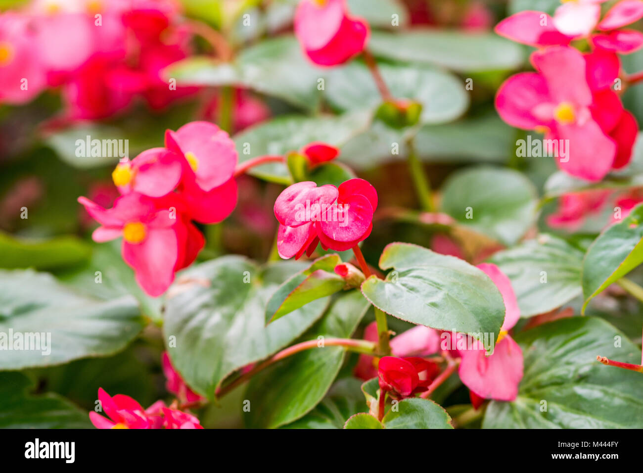 Schließen Sie herauf Bild von rosa Blume blühen Stockfoto