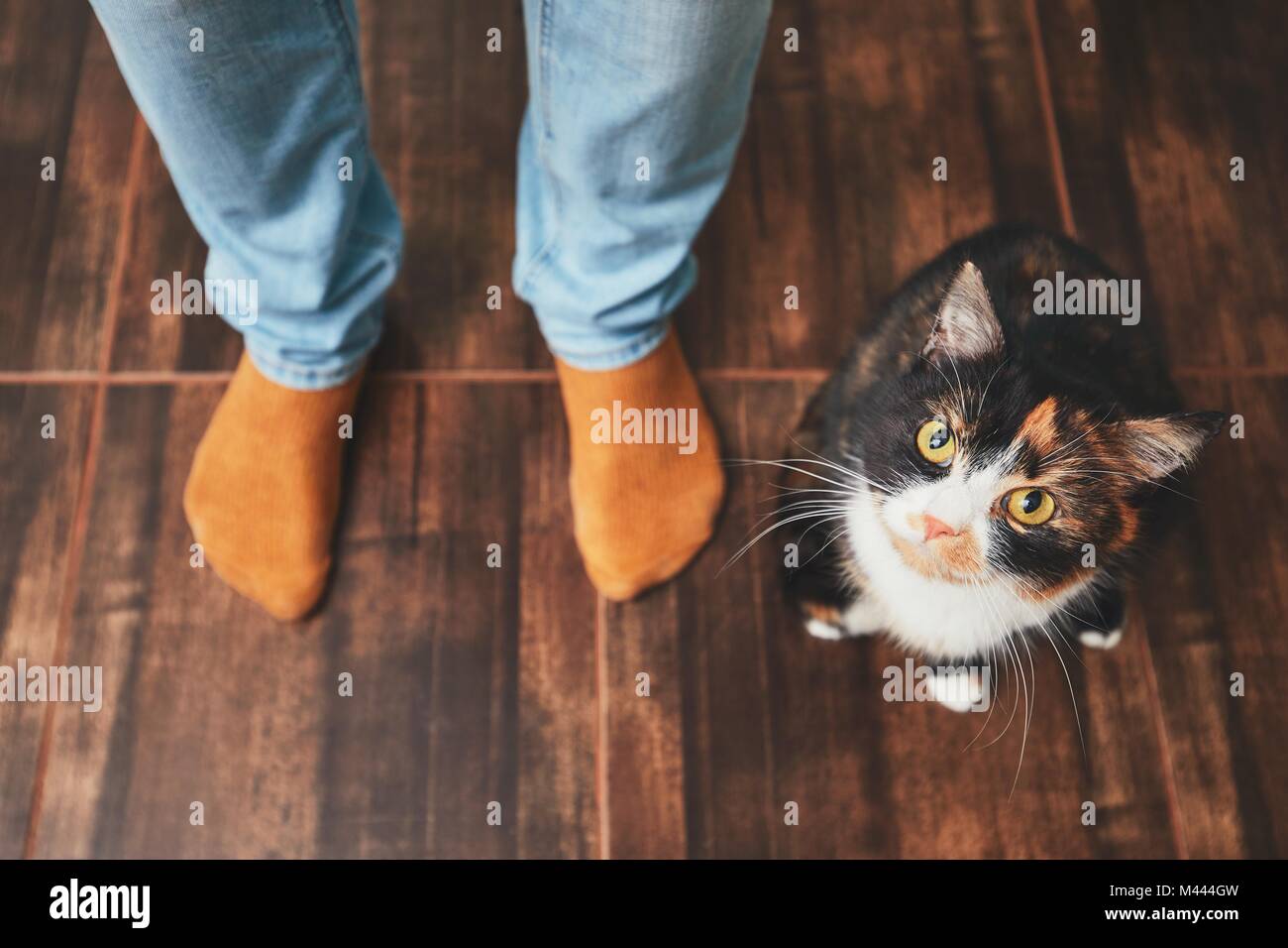 Das häusliche Leben mit Haustier. Verspielte Katze und seinen Besitzer (junger Mann) zu Hause. Stockfoto