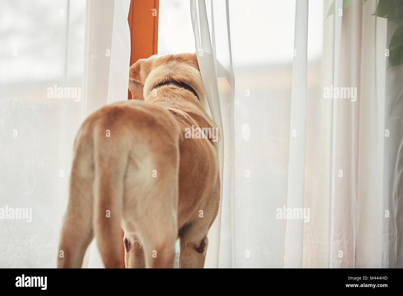 Hund allein zu Hause warten. Labrador Retriever Blick durch das Fenster. Stockfoto
