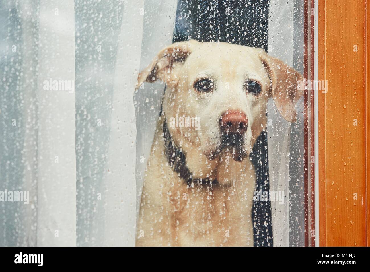 Trauriger Hund alleine zu Hause warten. Labrador Retriever suchen durch das Fenster bei Regen. Stockfoto
