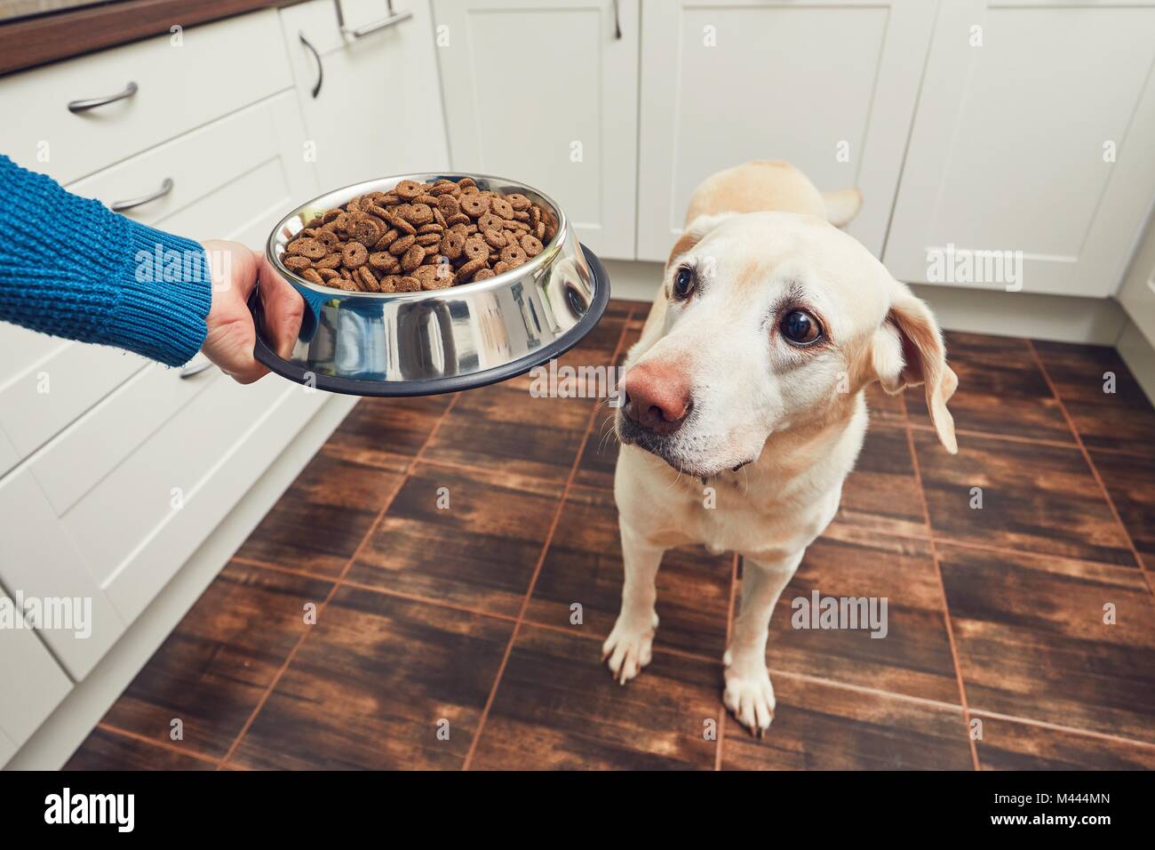 Das häusliche Leben mit Haustier. Fütterung hungrig Labrador Retriever. Der Eigentümer gibt seinem Hund eine Schüssel mit Granulat. Stockfoto