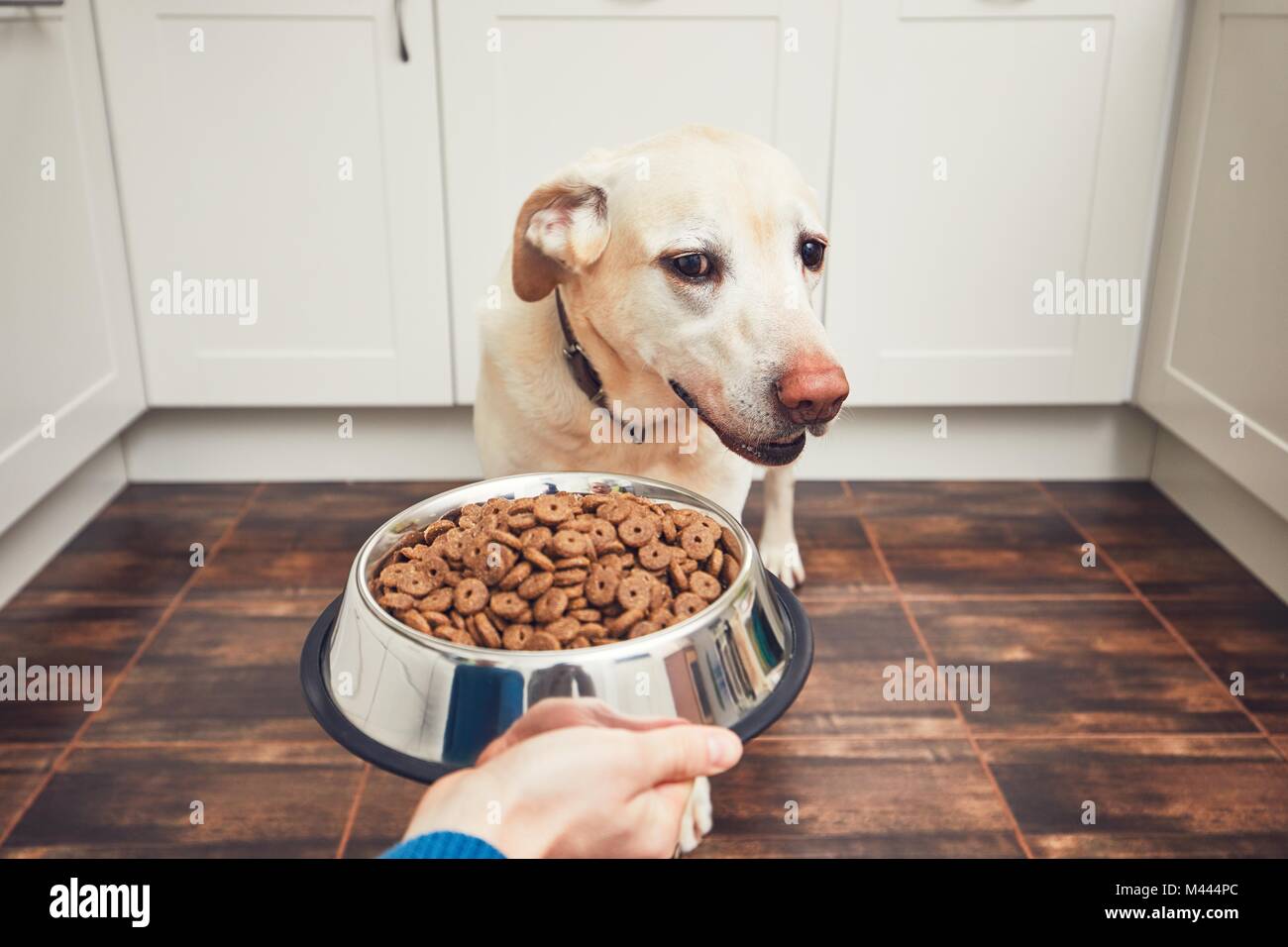 Das häusliche Leben mit Haustier. Fütterung hungrig Labrador Retriever. Der Eigentümer gibt seinem Hund eine Schüssel mit Granulat. Stockfoto