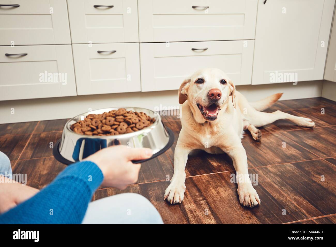 Das häusliche Leben mit Haustier. Fütterung hungrig Labrador Retriever. Der Eigentümer gibt seinem Hund eine Schüssel mit Granulat. Stockfoto