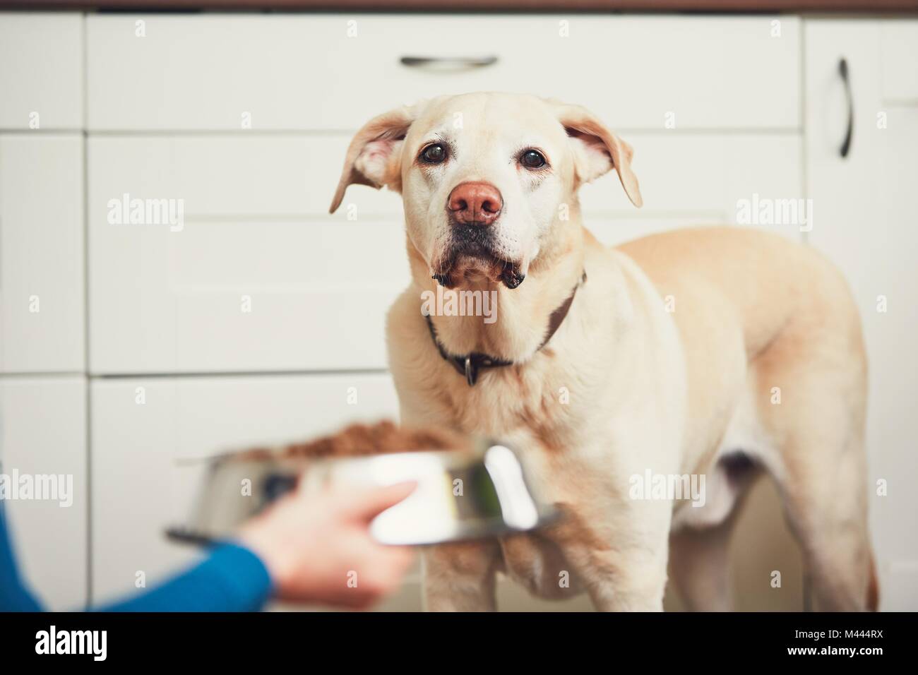 Das häusliche Leben mit Haustier. Fütterung hungrig Labrador Retriever. Der Eigentümer gibt seinem Hund eine Schüssel mit Granulat. Stockfoto