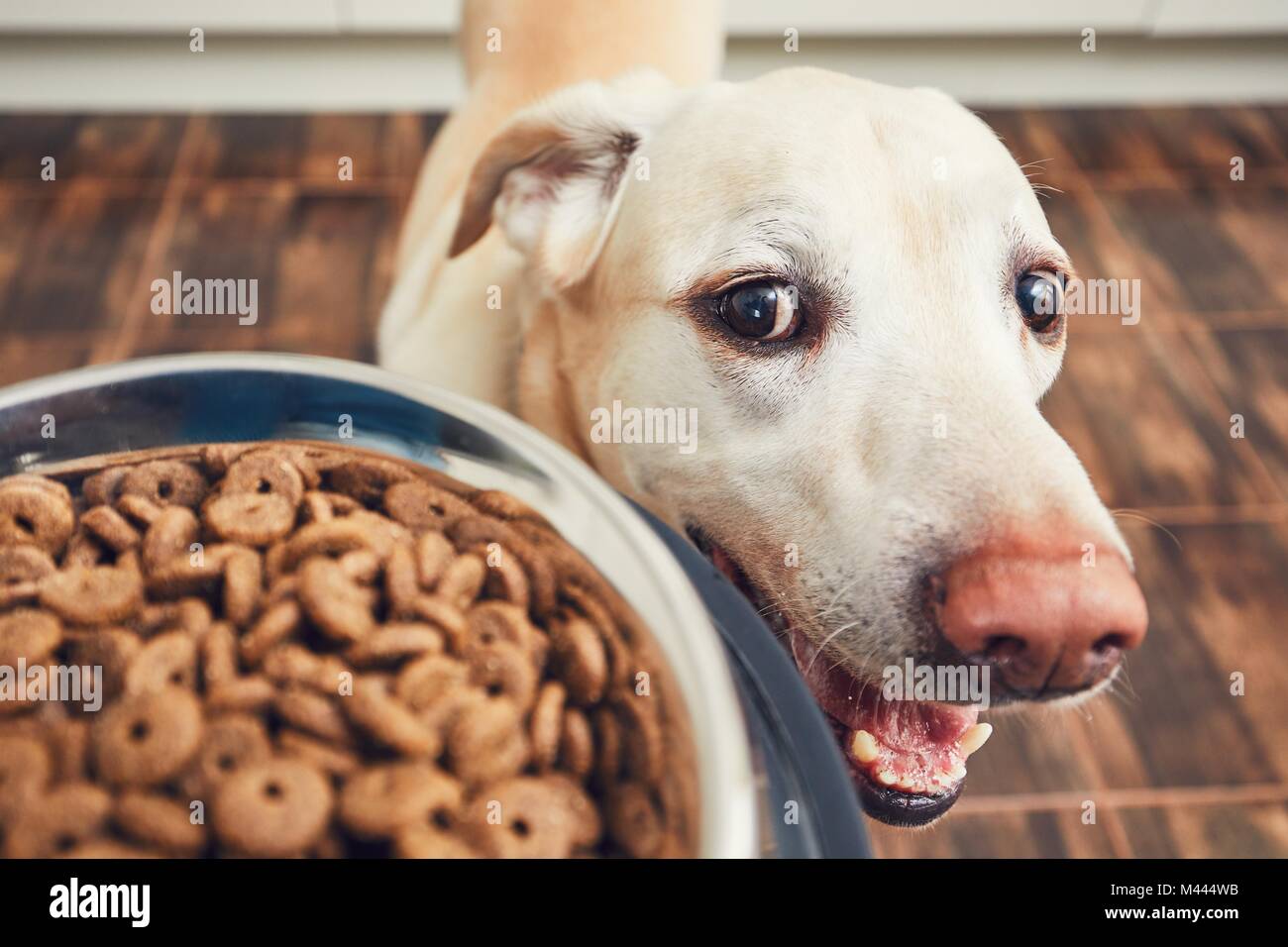 Das häusliche Leben mit Haustier. Fütterung hungrig Labrador Retriever. Der Eigentümer gibt seinem Hund eine Schüssel mit Granulat. Stockfoto