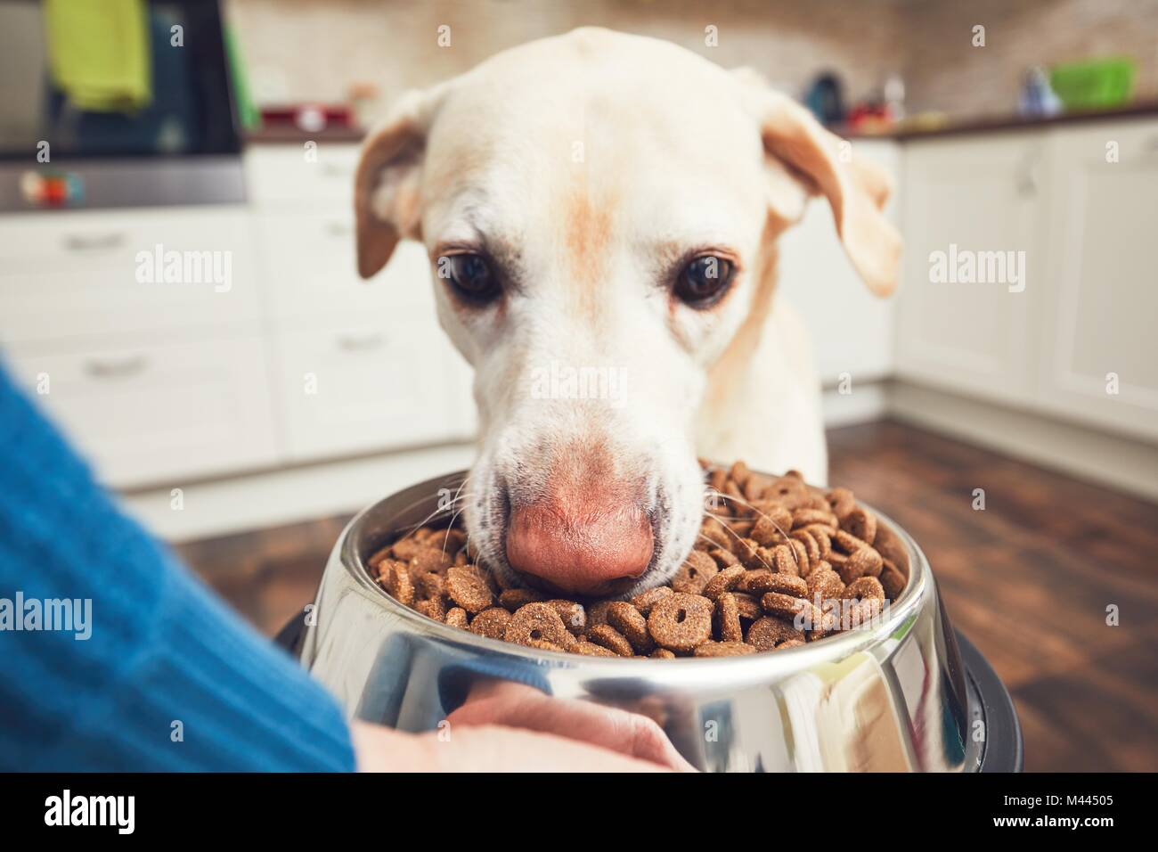 Das häusliche Leben mit Haustier. Fütterung hungrig Labrador Retriever. Der Eigentümer gibt seinem Hund eine Schüssel mit Granulat. Stockfoto