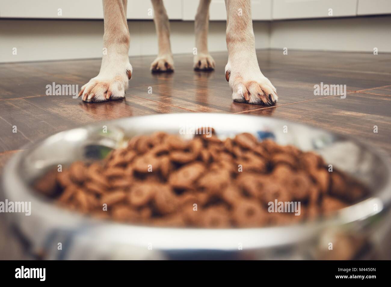 Das häusliche Leben mit Haustier. Fütterung hungrig Labrador Retriever. Pfoten vor der Schüssel mit Granulat. Stockfoto