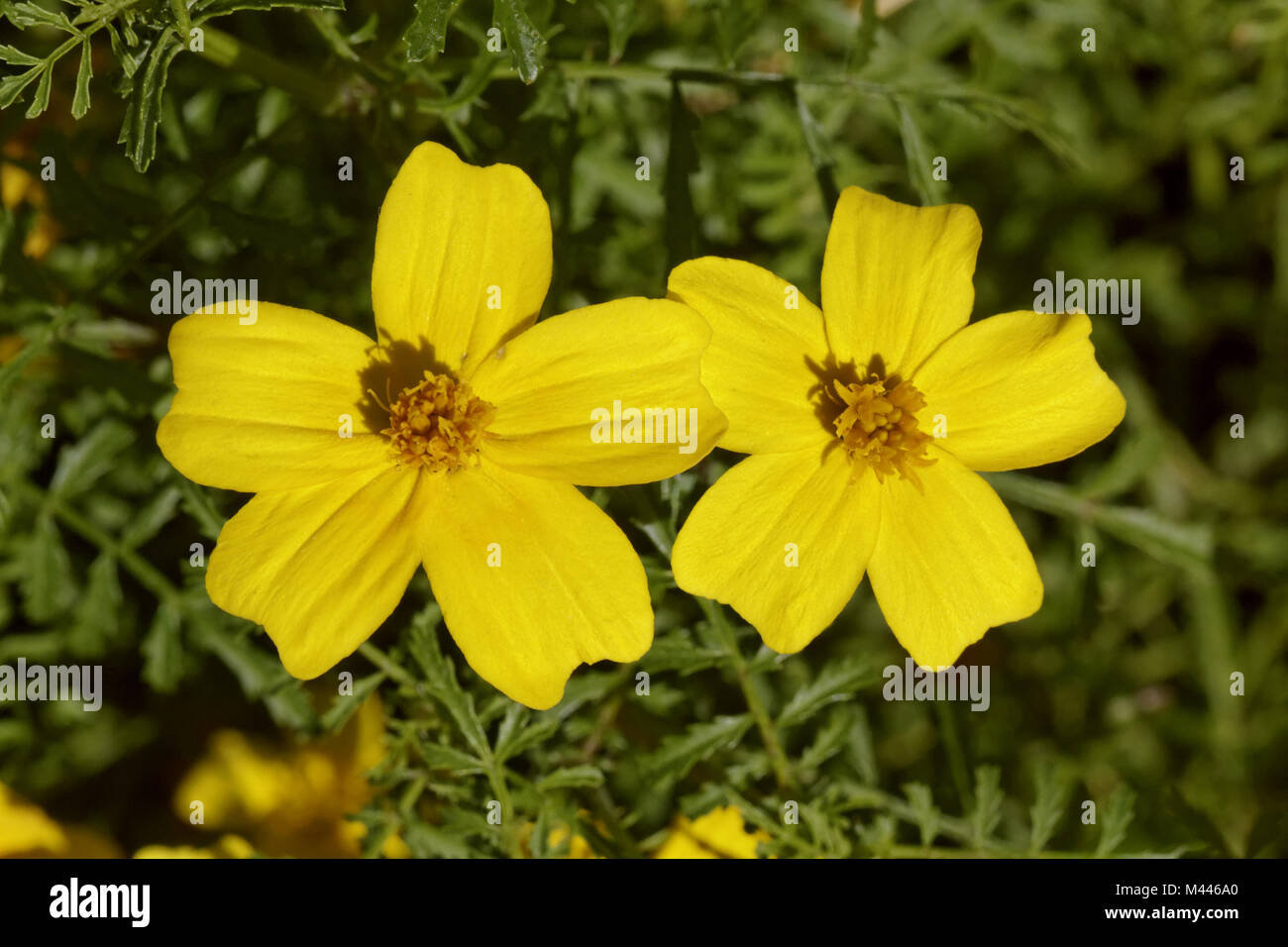 Tagetes tenuifolia Luna Zitronengelb, Student, fl. Stockfoto