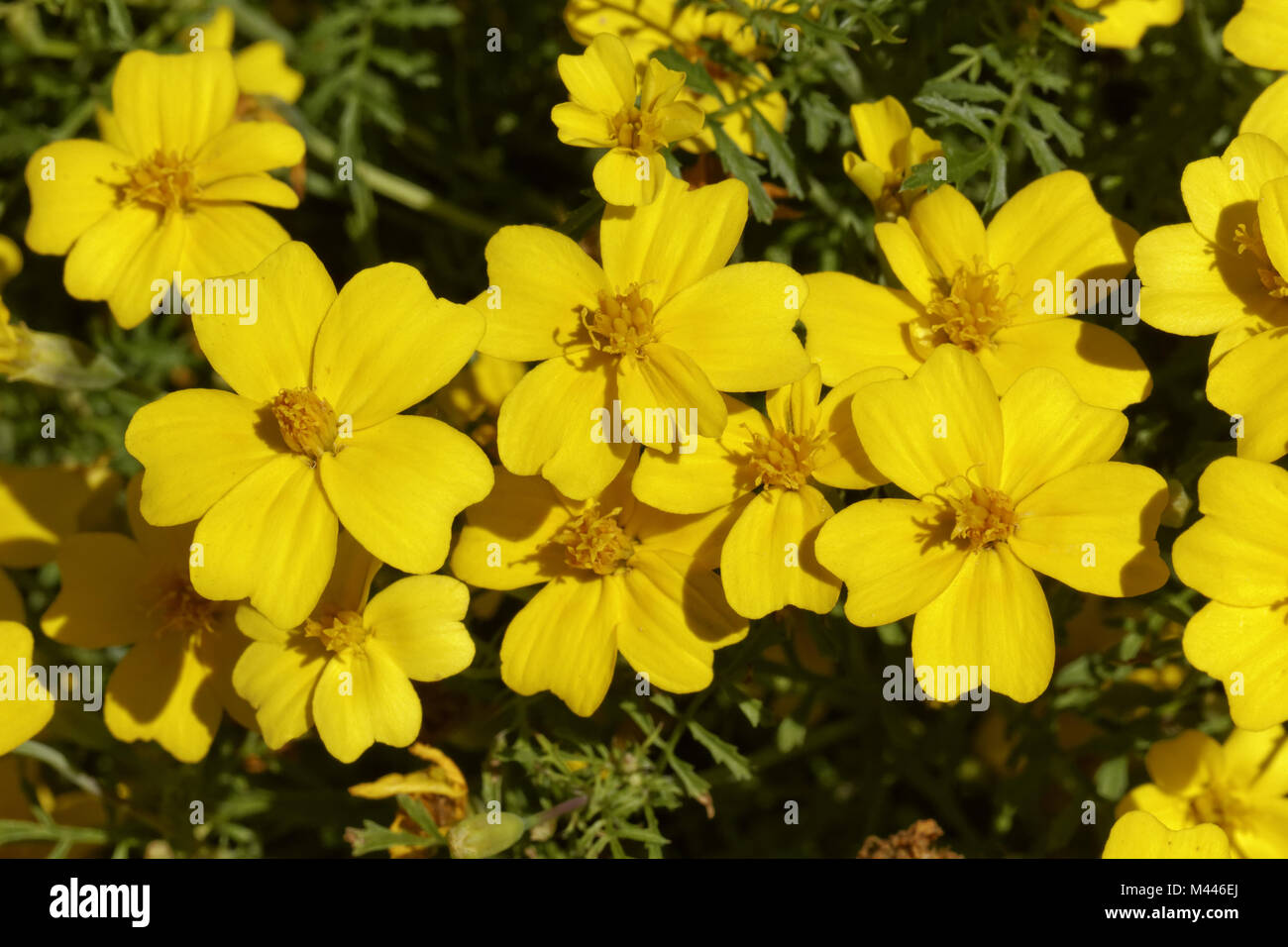 Tagetes tenuifolia Luna Zitronengelb, Student, fl. Stockfoto