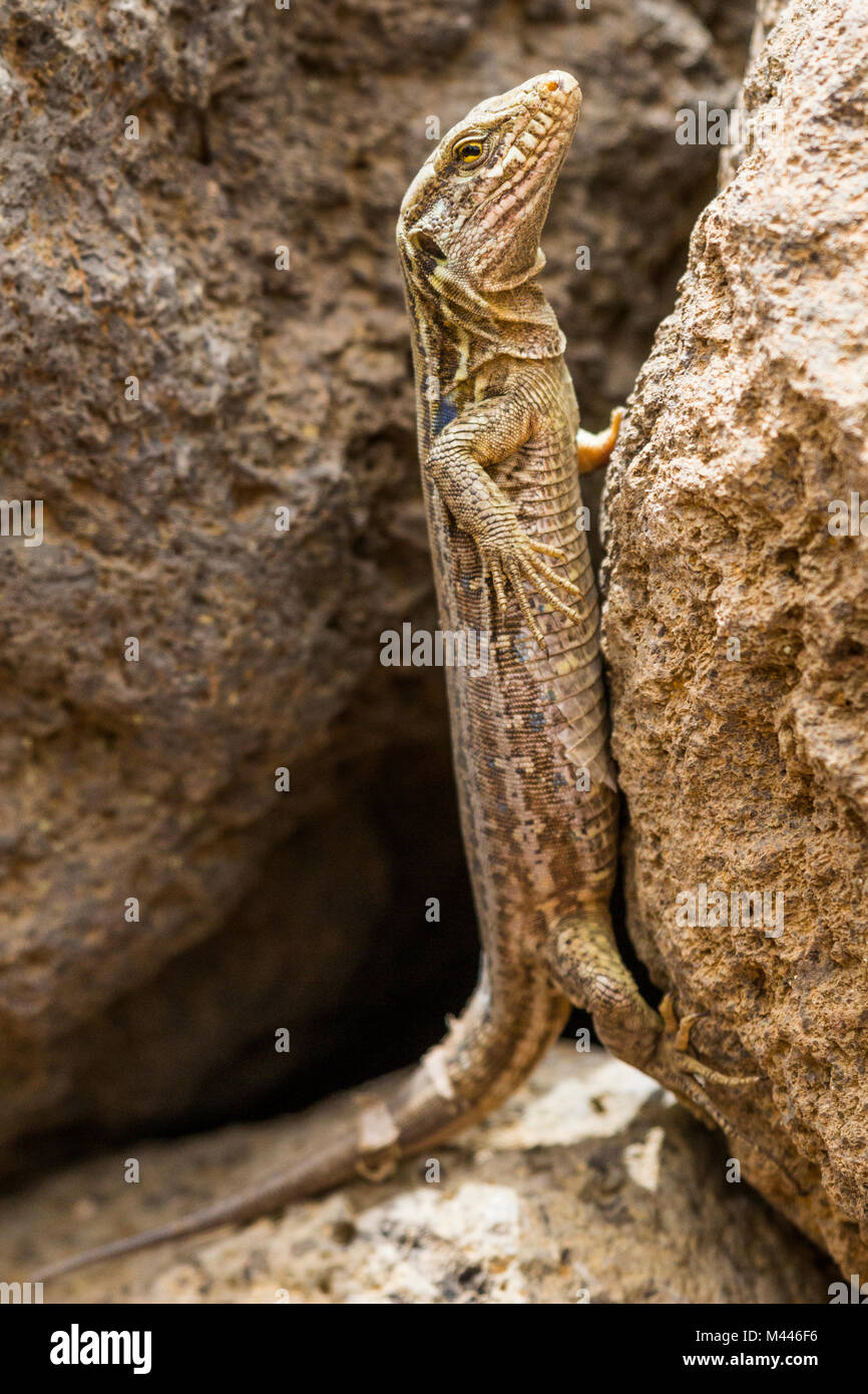 Gallot Lizard (Gallotia galloti's) zwischen Felsen, Teneriffa, Spanien Stockfoto