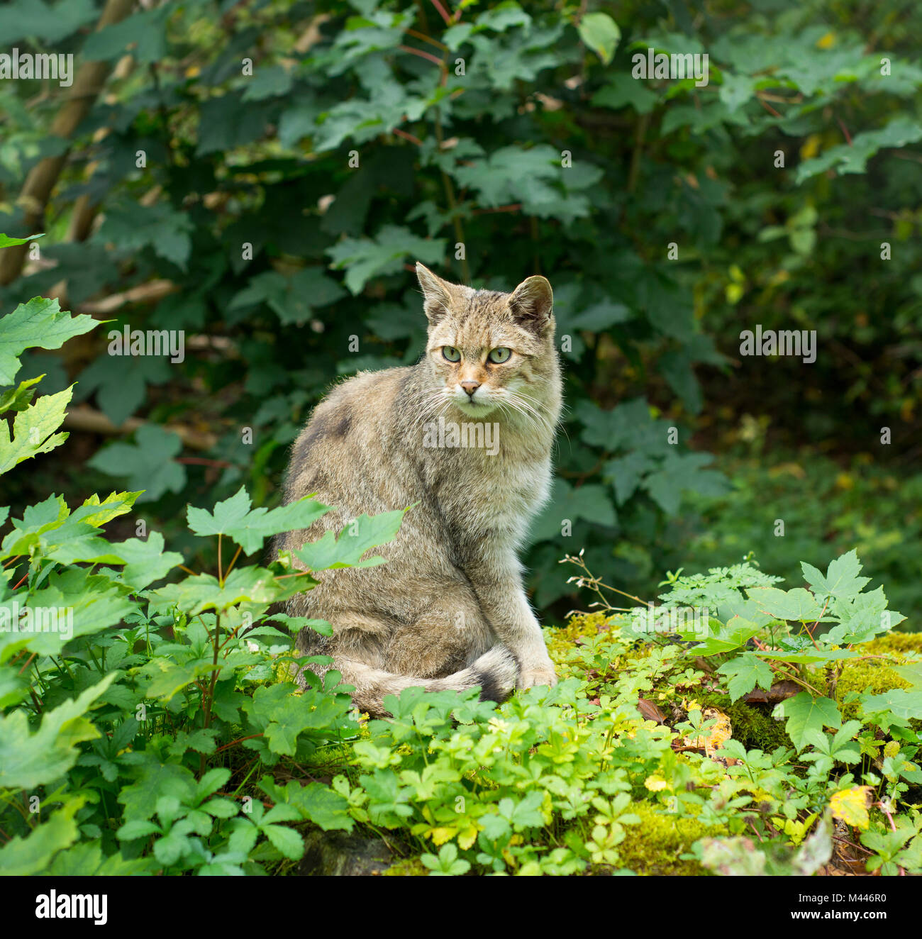 Die europäische Wildkatze (Felis silvestris) sitzen vor der Büsche, Captive, Deutschland Stockfoto