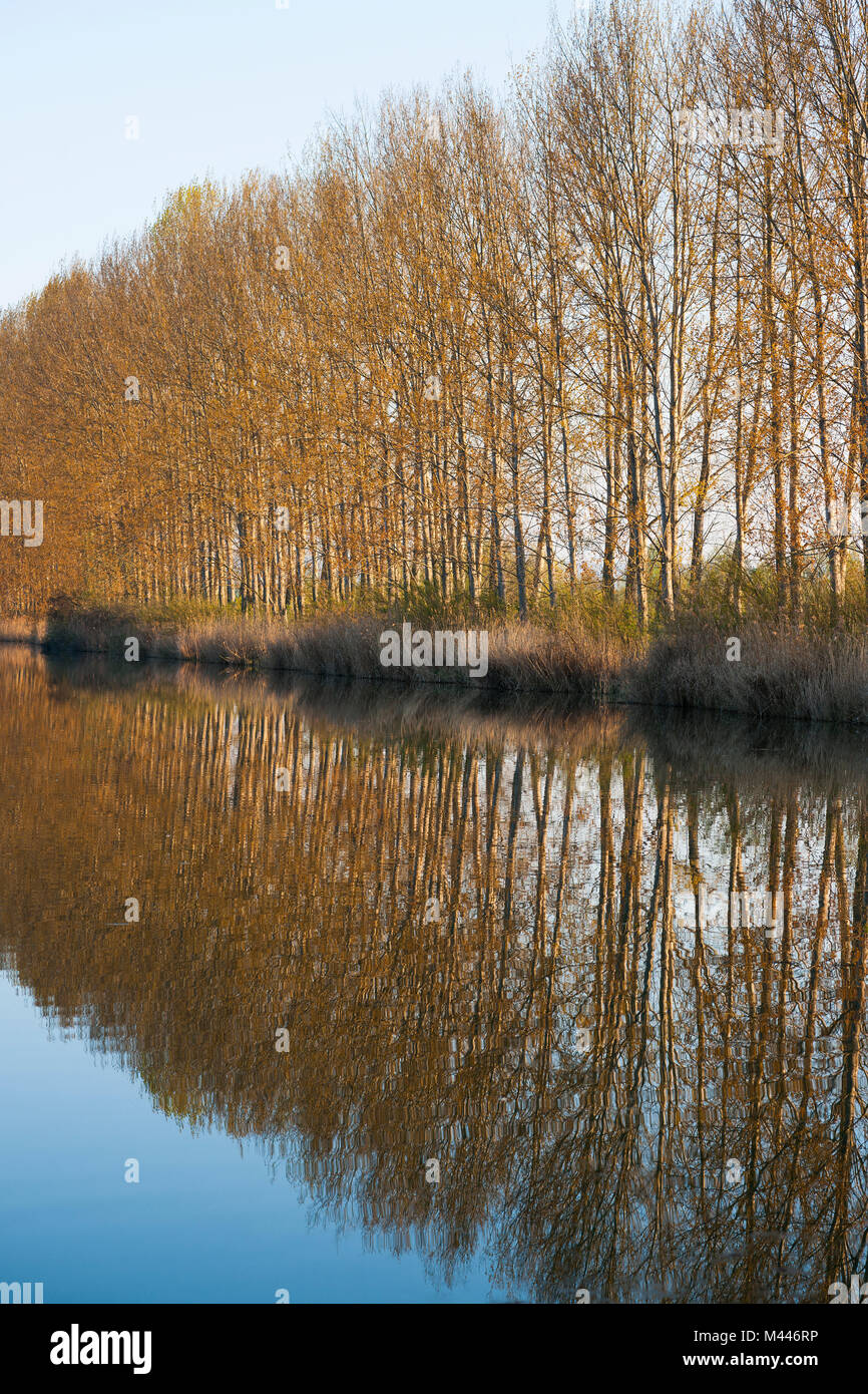 Schwarzpappeln (Populus) mit Wasser Reflexionen, Herbslebener Teiche Nature Reserve, Thüringen, Deutschland Stockfoto