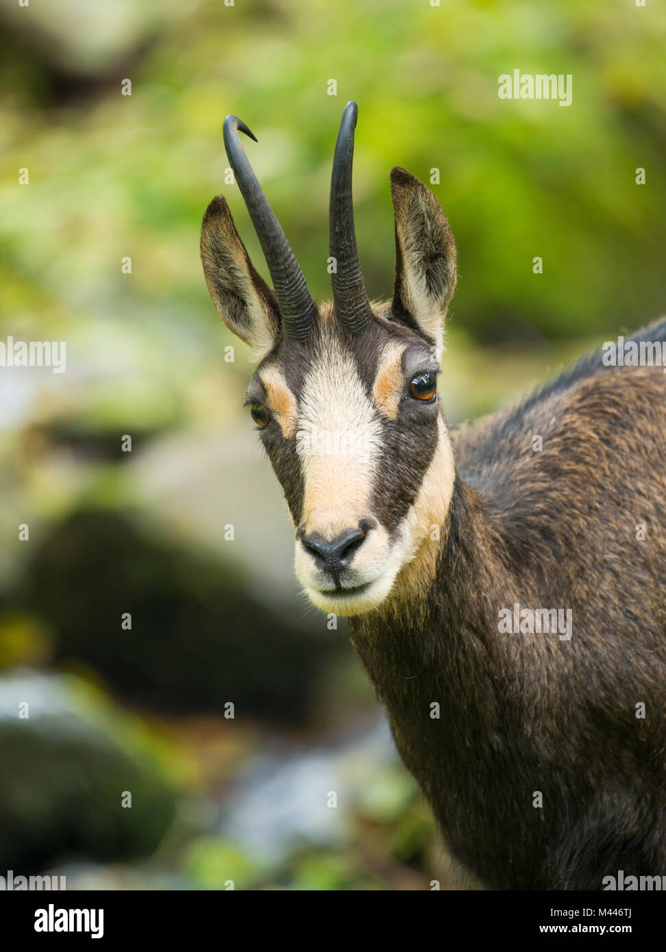 Gemse (Rupicapra rupicapra), Tier Portrait, Captive, Deutschland Stockfoto