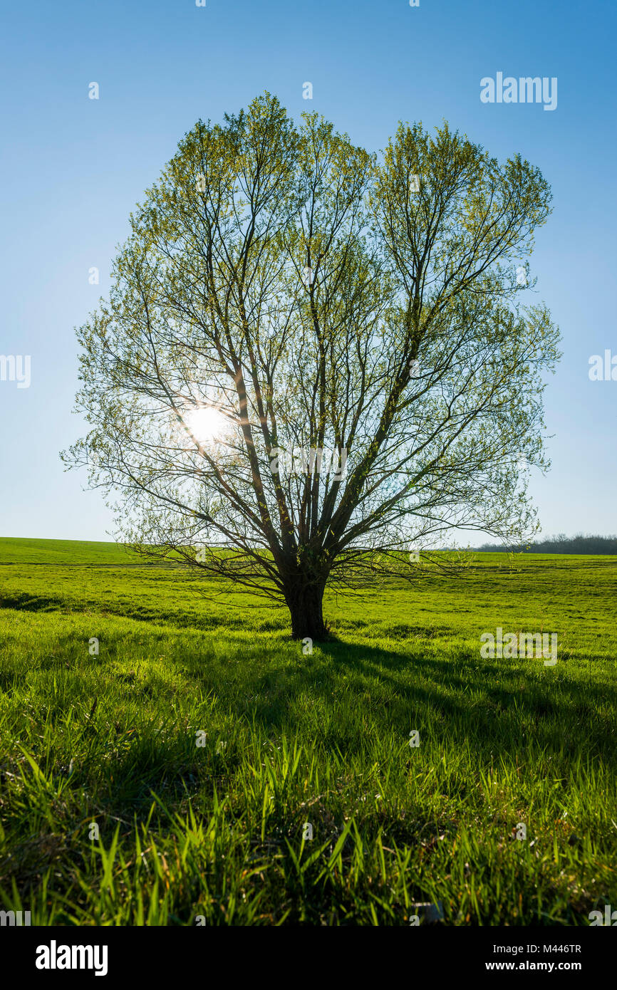 Crack Weide (Salix fragilis) mit Hintergrundbeleuchtung, Blatt schießen im Frühjahr, Thüringen, Deutschland Stockfoto