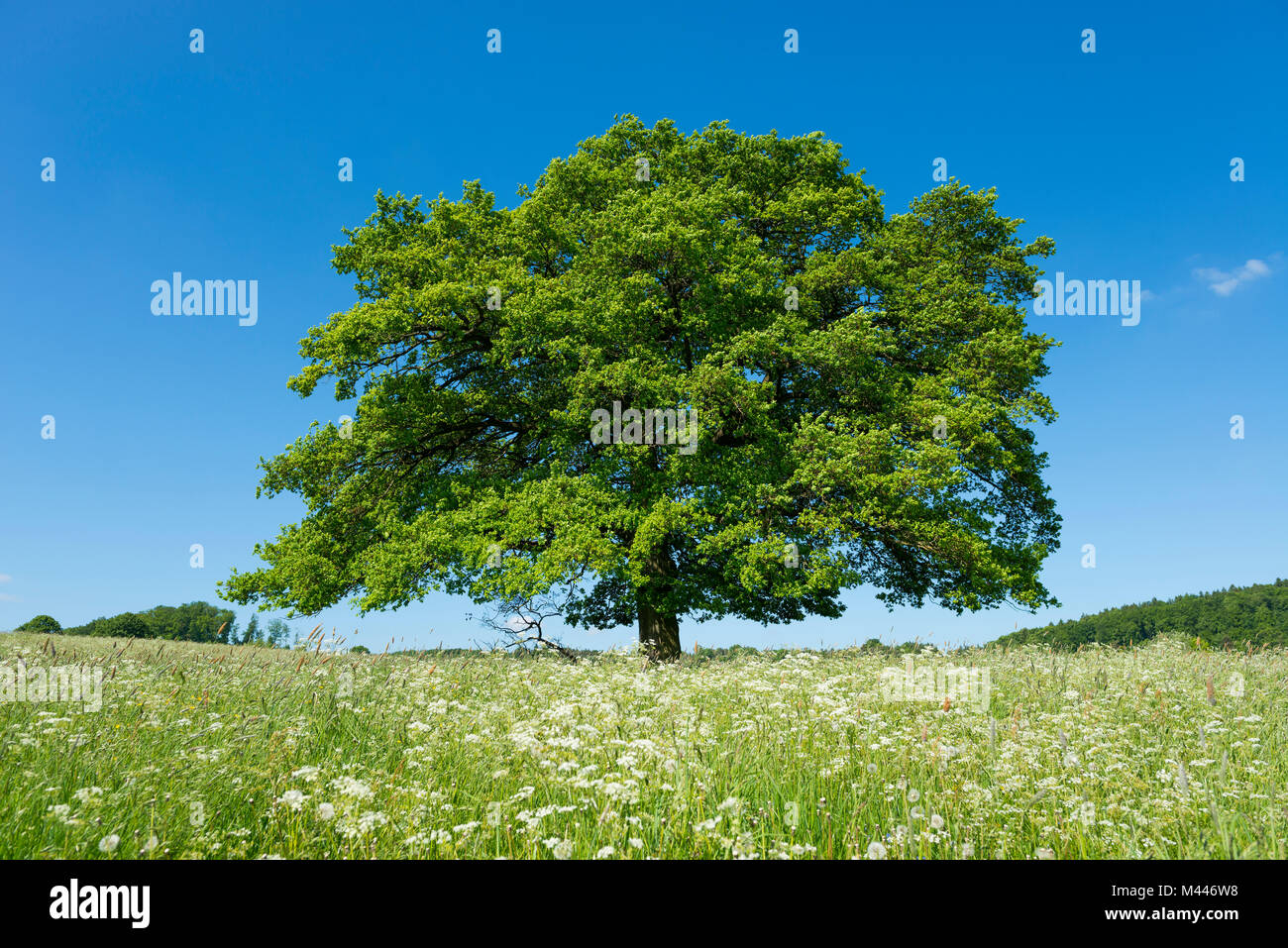 Alte englische Eiche (Quercus robur) in der blühenden Wiese, einsamen Baum, Thüringen, Deutschland Stockfoto