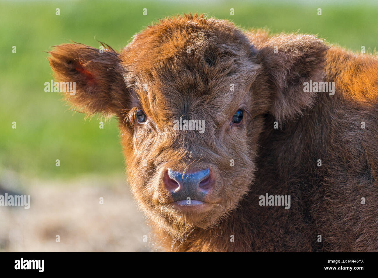 Highland Cattle (Bos primigenius Taurus), Kalb, Tier Portrait, Henne Strand, Region Syddanmark, Dänemark Stockfoto