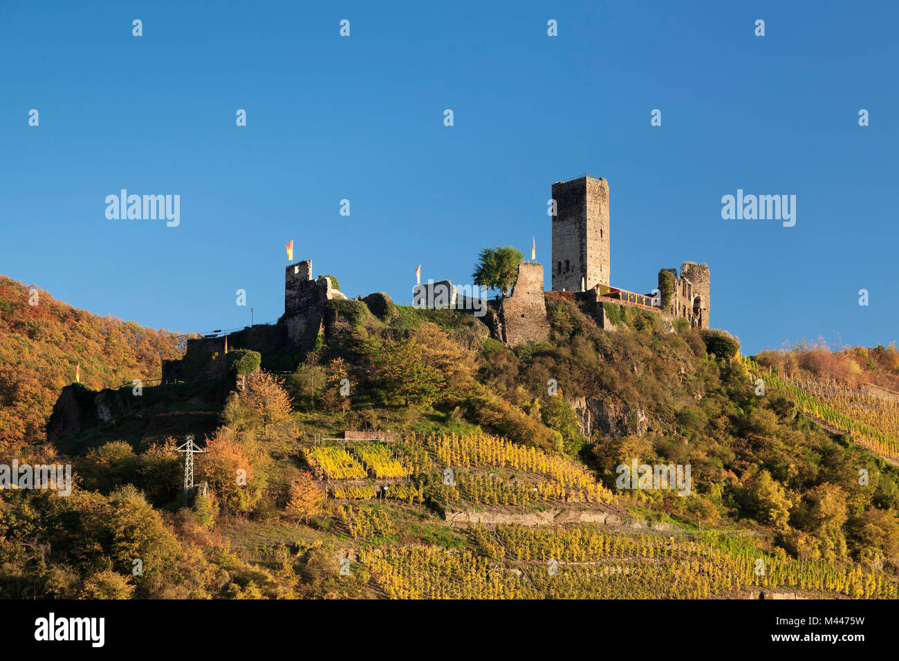 Ruinen von Metternich Schloss mit Weinberg, Mosel, Rheinland-Pfalz, Deutschland Stockfoto