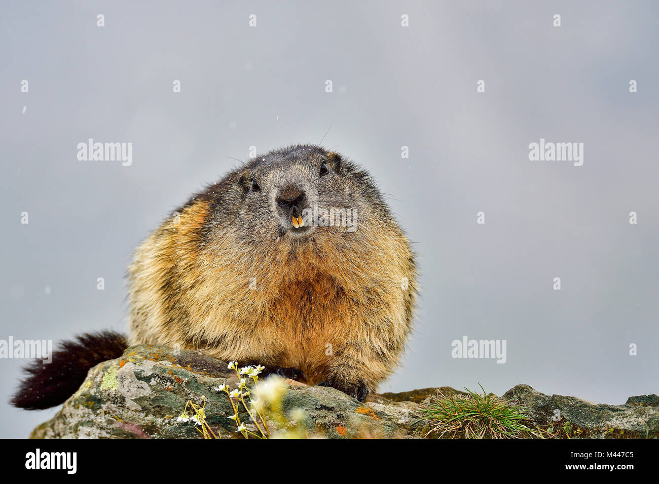 "Ich sehe aus wie ein großer Furball, nicht ich?" Stockfoto