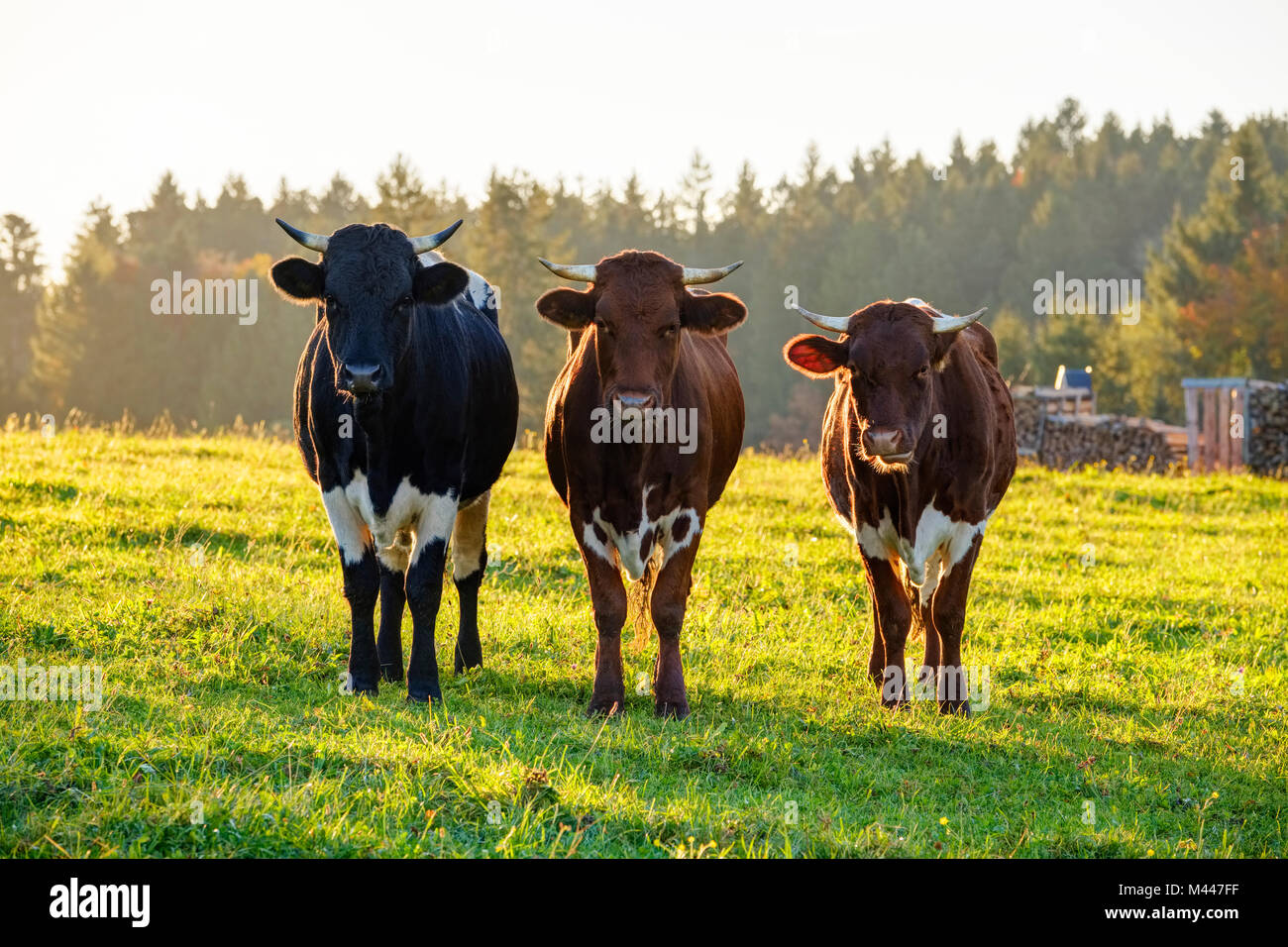 Kühe stehen auf der Weide, Peretshofen, Oberbayern, Voralpenland, Bayern, Deutschland Stockfoto