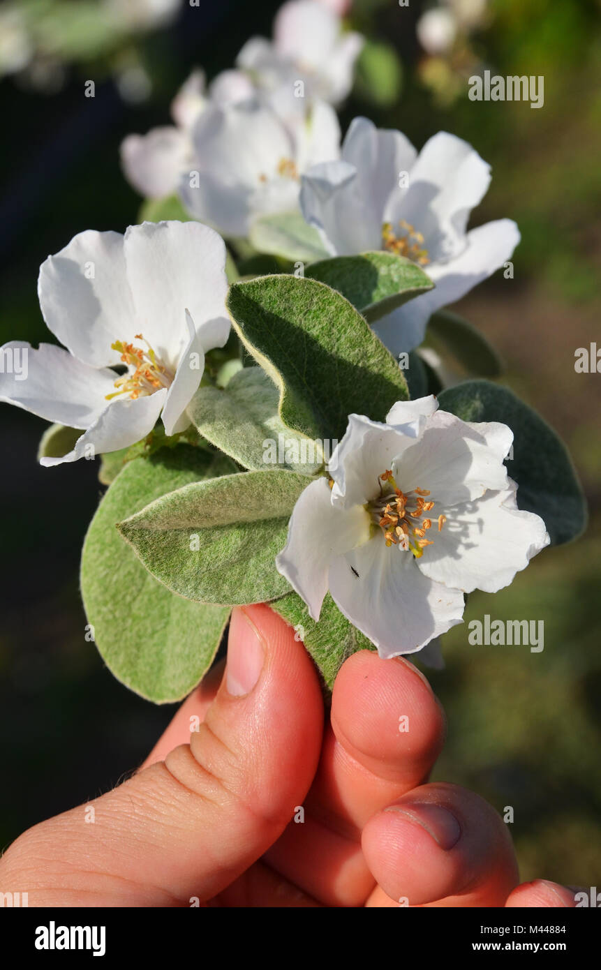 Zweig mit Apple Blütenstände in der Hand des Mannes. Vertikale Foto Stockfoto
