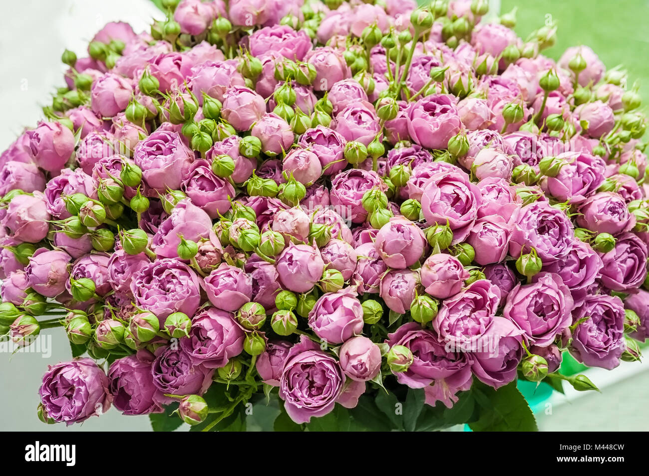 Ein Grosser Blumenstrauss Aus Kleinen Rosa Rosen Von Modernen Sorten In Den Blumenstrauss Als Geschenk Hintergrund Stockfotografie Alamy