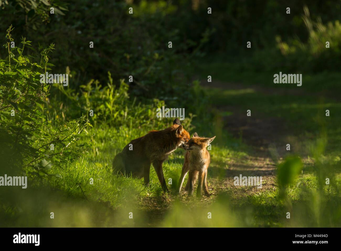 Zwei rote Füchse (Vulpes vulpes), in der ländlichen Umgebung. Stockfoto