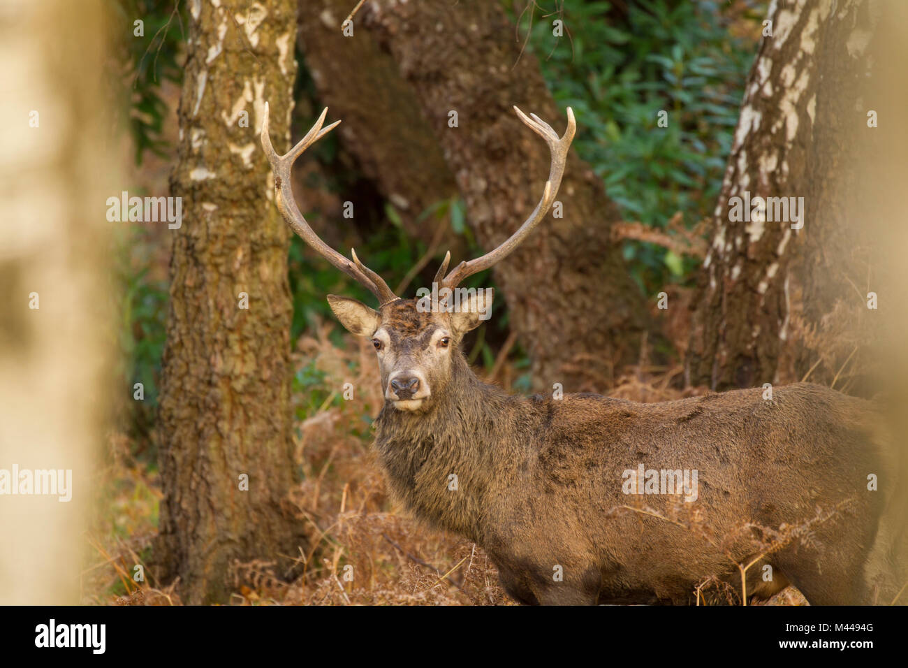 Portrait von Red Deer (Cervus elaphus) in ländlicher Umgebung Stockfoto