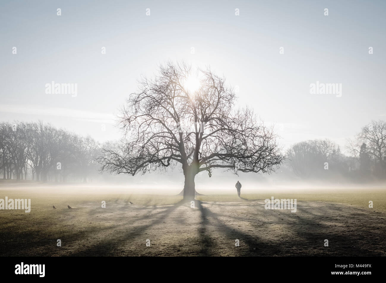 Einsamer Baum auf frostigen Peckham Rye Common, London Stockfoto