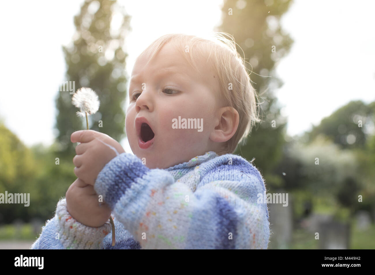 Boy bläst Löwenzahn Stockfoto