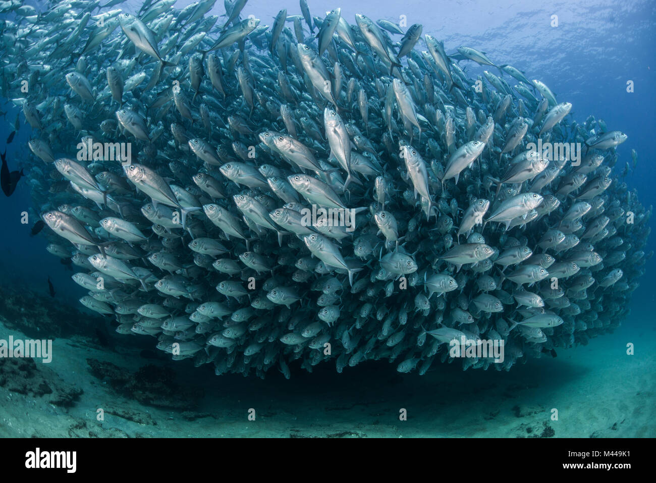 Schule von Jack Fisch, Unterwasser, Cabo San Lucas, Baja California Sur, Mexiko, Nordamerika Stockfoto