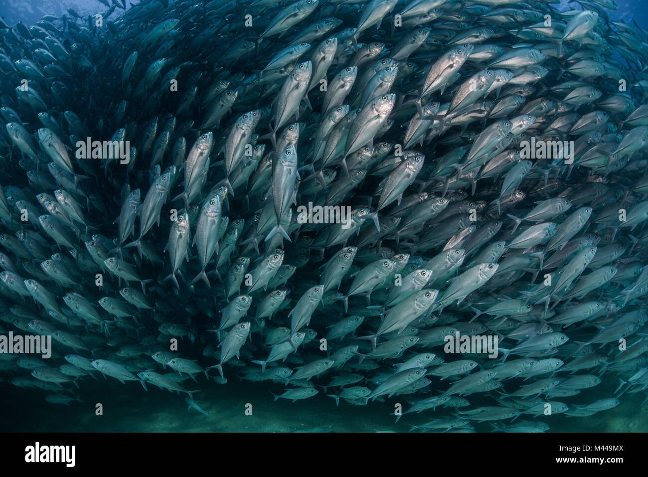 Schule von Jack Fisch, Unterwasser, Cabo San Lucas, Baja California Sur, Mexiko, Nordamerika Stockfoto