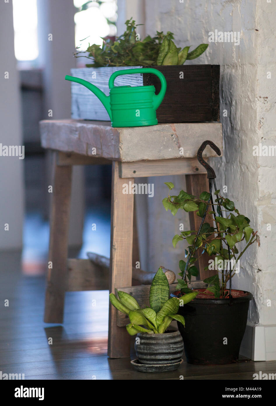 Welche Bäume Kann Man Nah Am Haus Pflanzen Strukturen von pflanzen Stockfotos und -bilder Kaufen - Alamy