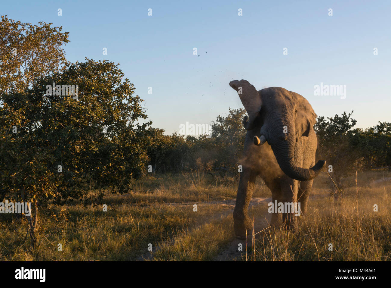 Afrikanischer Elefant (Loxodonta africana) im Busch, Moremi Game Reserve, Okavango Delta, Botswana Stockfoto